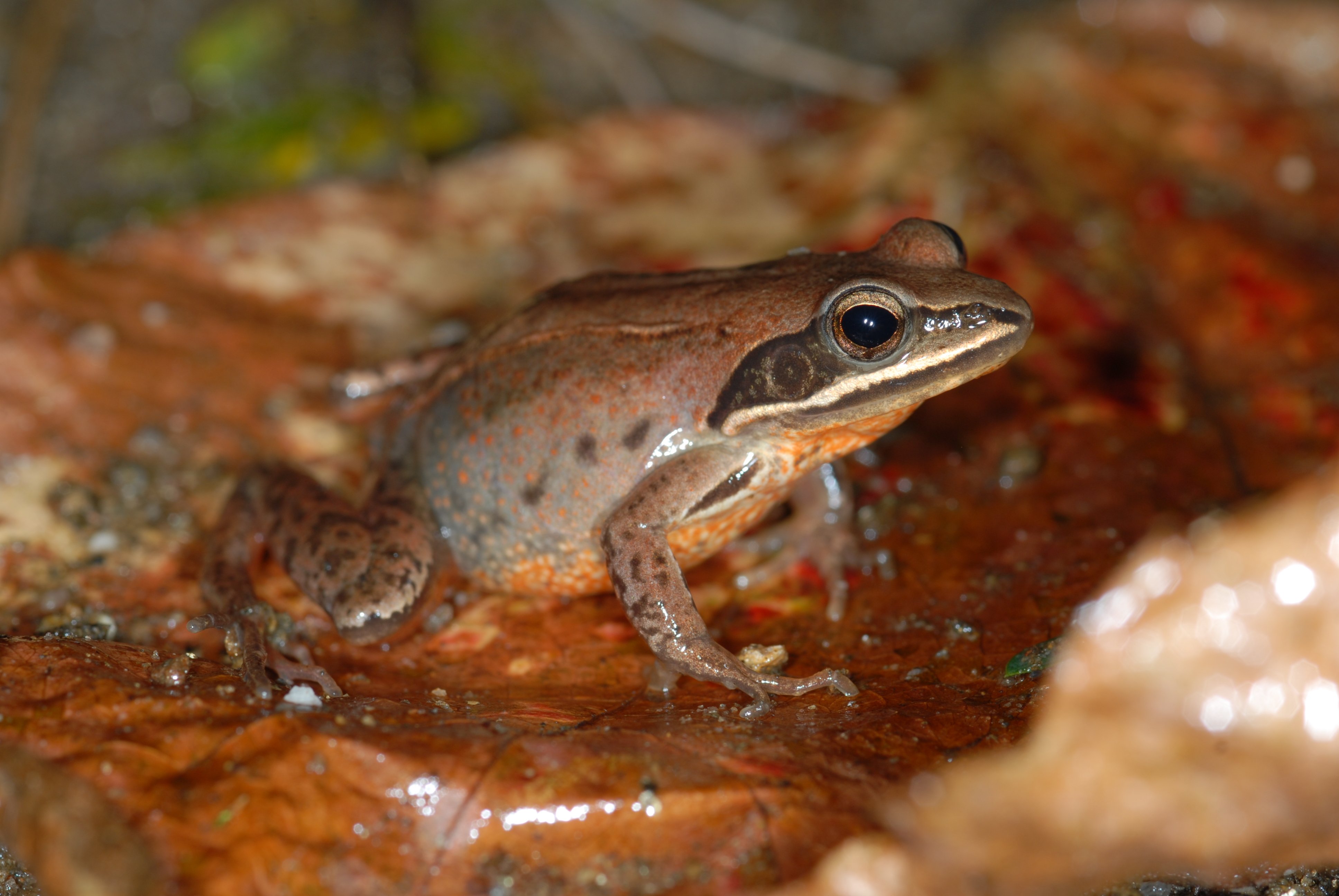 한국산개구리 검수 완료 이미지