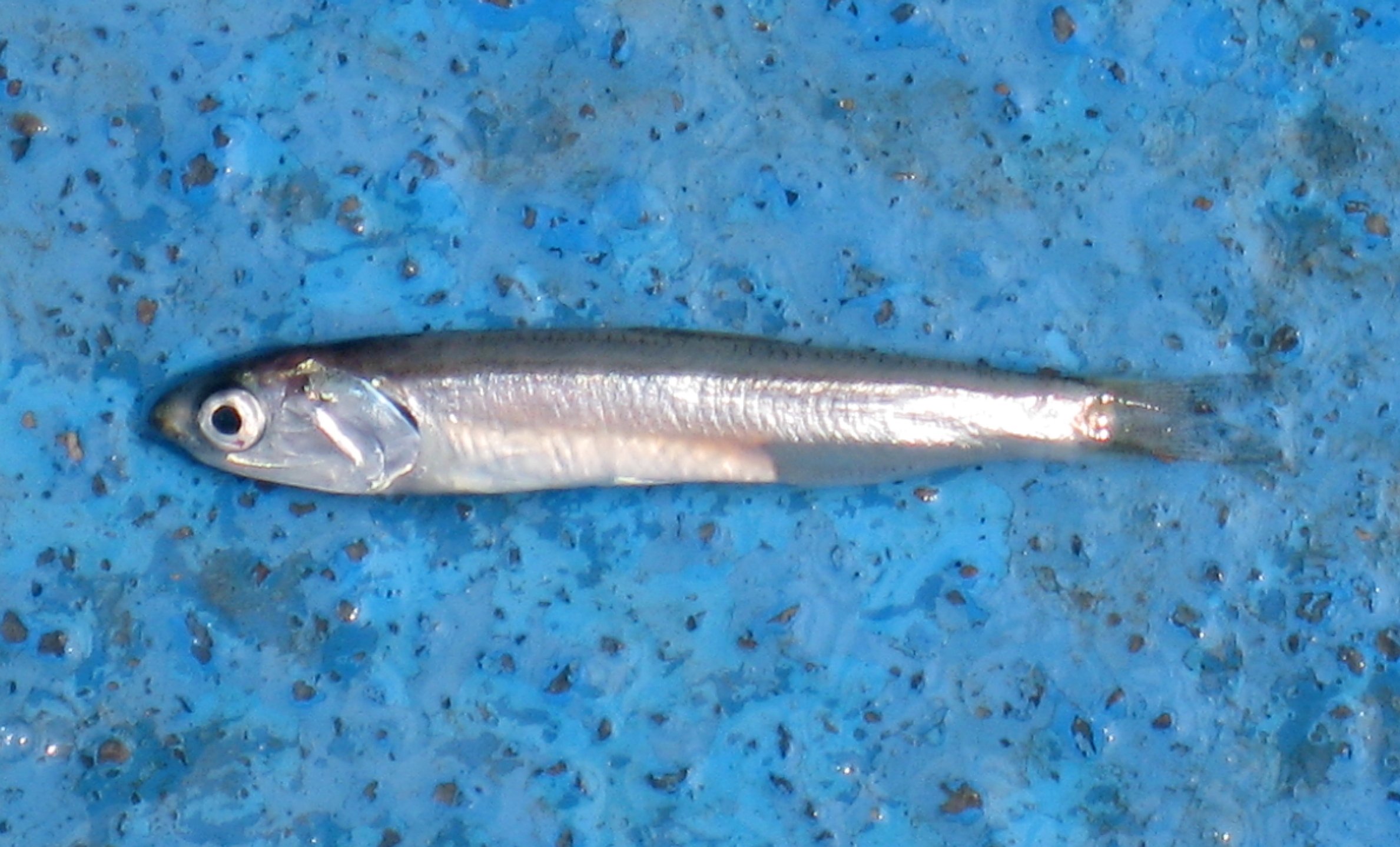 멸치 검수 완료 이미지