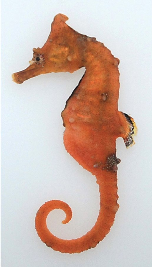 해마 검수 완료 이미지