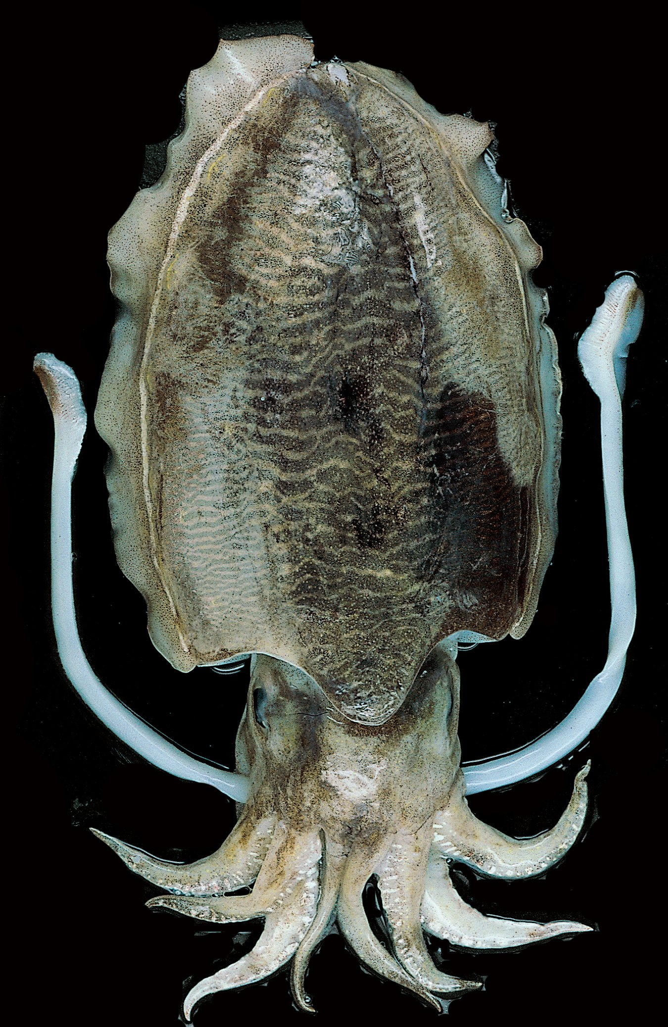 참갑오징어 검수 완료 이미지