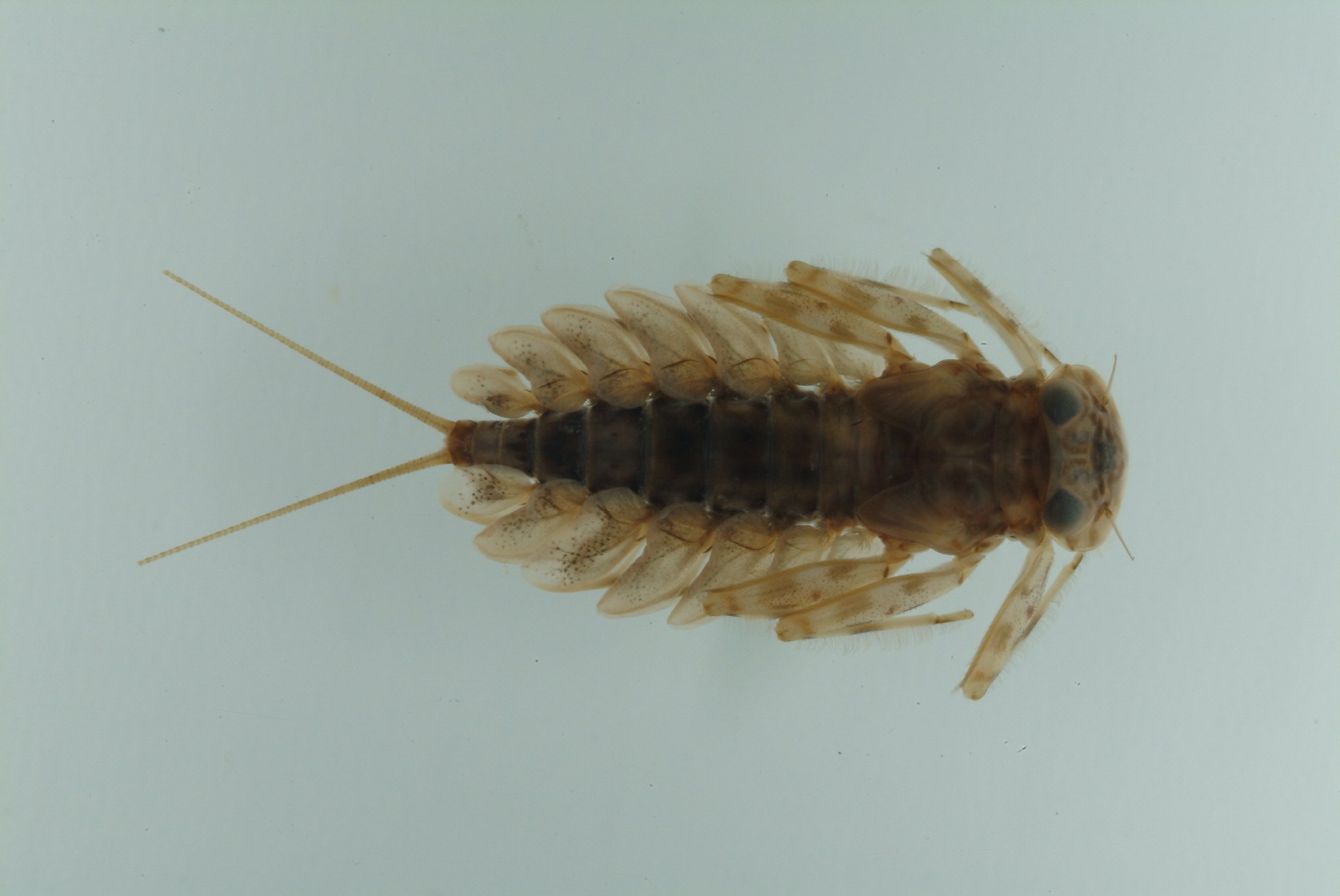 부채하루살이 검수 완료 이미지