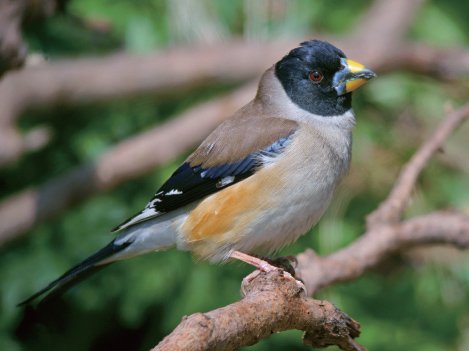 밀화부리 검수 완료 이미지
